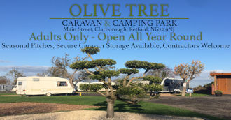 Olive Tree Adults Only